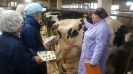 Методы оценки экстерьера молочного скота 